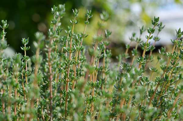  - Essential Oils